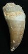Large Inch Mosasaur Tooth #2245-1